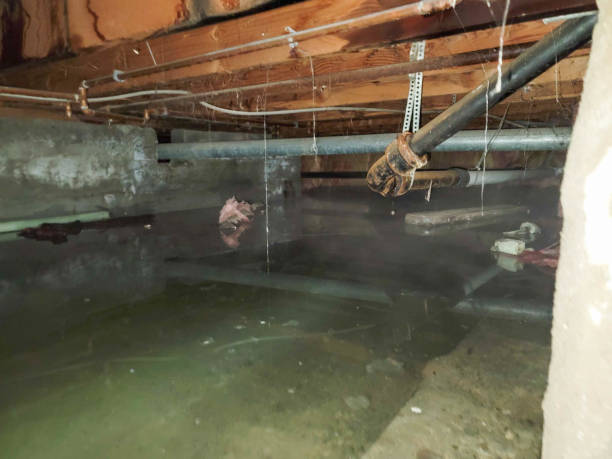 Best Professional water damage repair  in Ault, CO